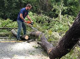 Best Lawn Renovation and Restoration  in Guntown, MS